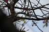 IMG_2245_THUMB.PNG