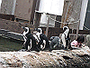 IMG_0070_THUMB.GIF
