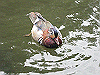 IMG_0071_THUMB.GIF