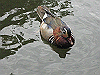 IMG_0072_THUMB.GIF