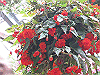 IMG_0074_THUMB.GIF