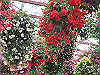 IMG_0075_THUMB.GIF