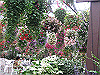IMG_0077_THUMB.GIF