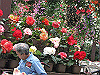 IMG_0078_THUMB.GIF