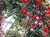 IMG_0080_THUMB.GIF
