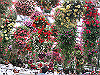 IMG_0081_THUMB.GIF