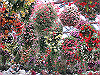 IMG_0082_THUMB.GIF