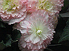 IMG_0083_THUMB.GIF