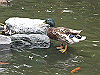 IMG_0084_THUMB.GIF