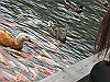 IMG_0088_THUMB.GIF