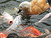IMG_0089_THUMB.GIF