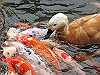 IMG_0090_THUMB.GIF