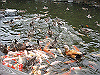 IMG_0092_THUMB.GIF