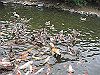 IMG_0093_THUMB.GIF