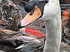IMG_0094_THUMB.GIF