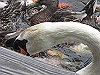IMG_0095_THUMB.GIF