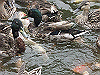IMG_0096_THUMB.GIF