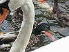 IMG_0097_THUMB.GIF