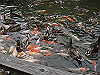 IMG_0099_THUMB.GIF