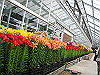 IMG_0105_THUMB.GIF