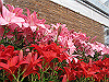 IMG_0107_THUMB.GIF