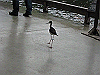 IMG_0108_THUMB.GIF