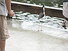 IMG_0109_THUMB.GIF