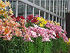 IMG_0111_THUMB.GIF