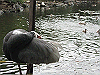 IMG_0112_THUMB.GIF