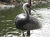 IMG_0113_THUMB.GIF