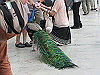 IMG_0114_THUMB.GIF