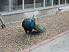 IMG_0115_THUMB.GIF