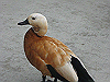IMG_0117_THUMB.GIF