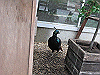 IMG_0118_THUMB.GIF