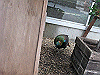 IMG_0119_THUMB.GIF