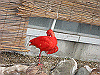 IMG_0123_THUMB.GIF