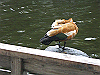 IMG_0124_THUMB.GIF
