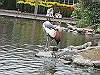 IMG_0125_THUMB.GIF