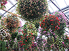 IMG_0126_THUMB.GIF