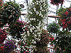 IMG_0128_THUMB.GIF
