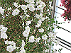 IMG_0129_THUMB.GIF
