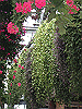 IMG_0130_THUMB.GIF