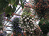 IMG_0131_THUMB.GIF
