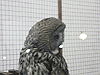 IMG_0133_THUMB.GIF