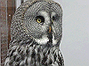 IMG_0134_THUMB.GIF