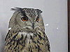IMG_0135_THUMB.GIF