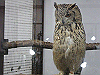 IMG_0138_THUMB.GIF