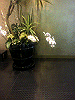 P1000057_THUMB.GIF