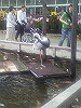 P1000095_THUMB.GIF