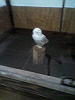 P1000097_THUMB.GIF